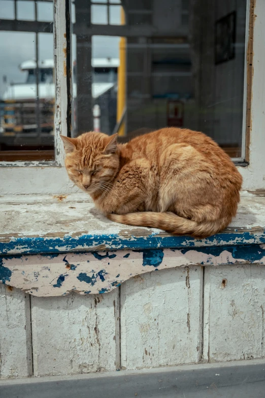 an orange cat with its head resting on a window sill