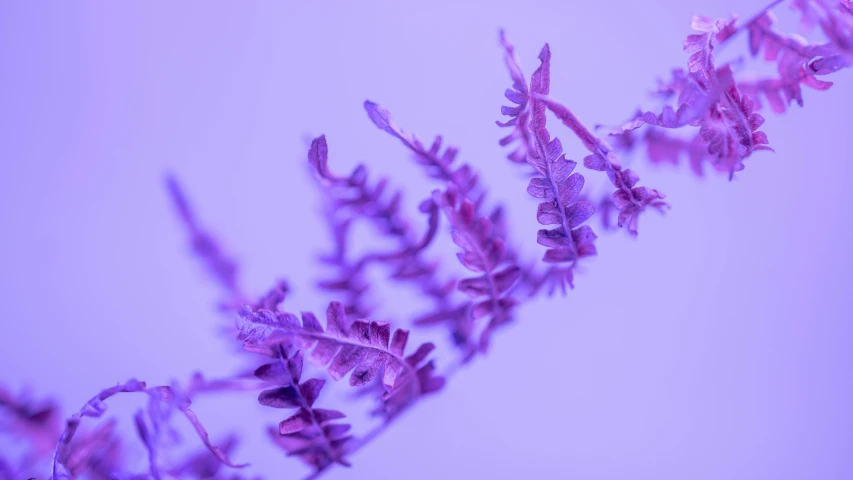 a plant with bright purple flowers that appear to be in bloom