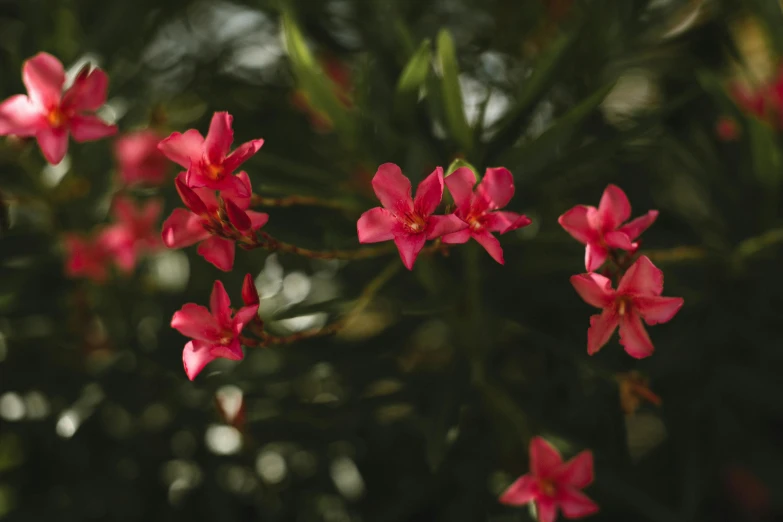 a bunch of red flowers blooming in the sun