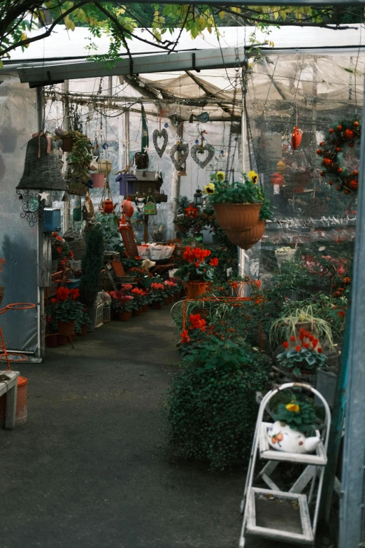 a lot of different types of potted plants