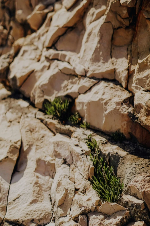 plants grow in a  between some rocks