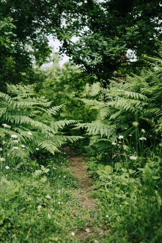 a dirt path lined with tall grass next to lots of trees