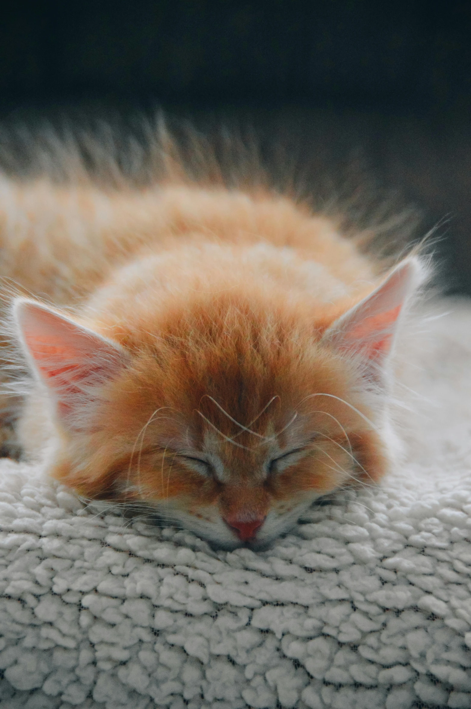 a cat with its eyes closed sleeping on a cushion