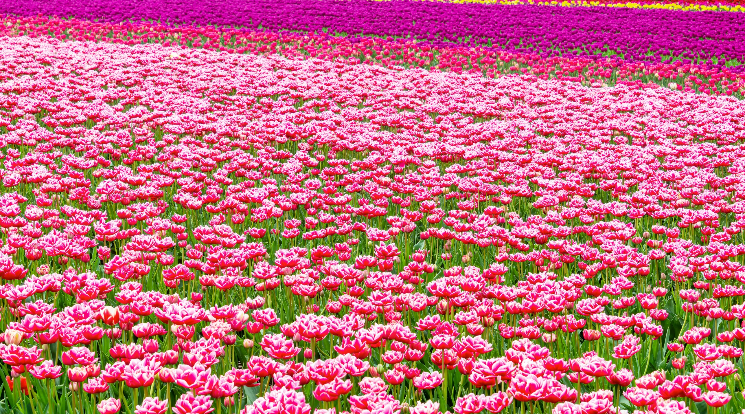 many red and white flowers are in the middle of a field