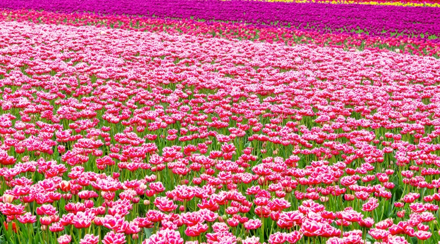 many red and white flowers are in the middle of a field