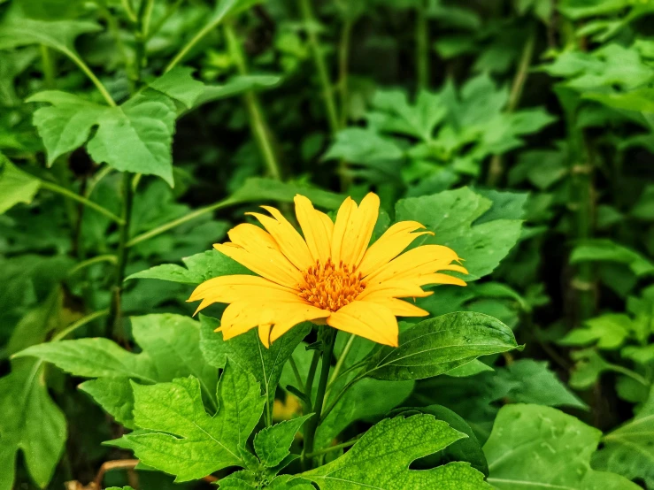 an orange flower sitting on top of green leaves