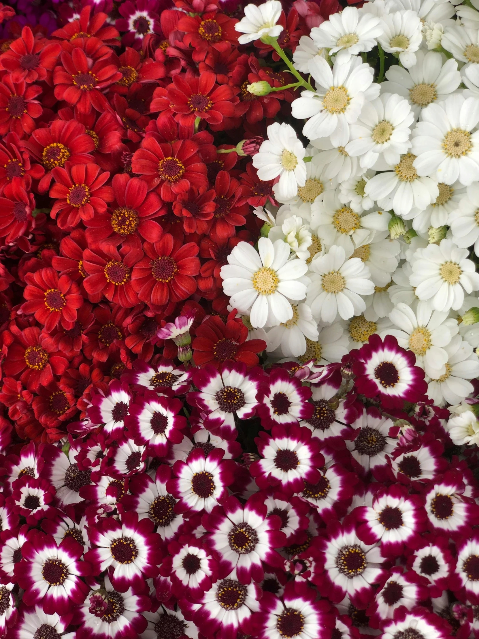 some red and white flowers are next to each other