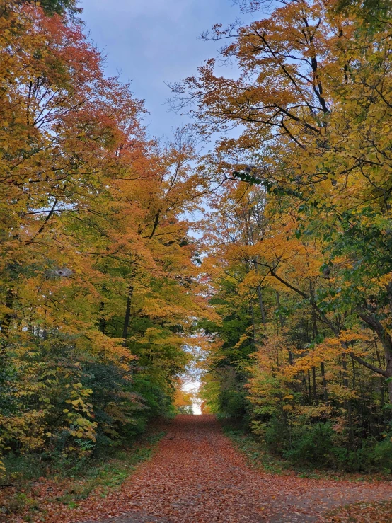 a path leading to an area with various trees in the fall