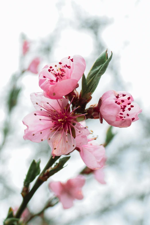 some pink flowers with green leaves in front of trees