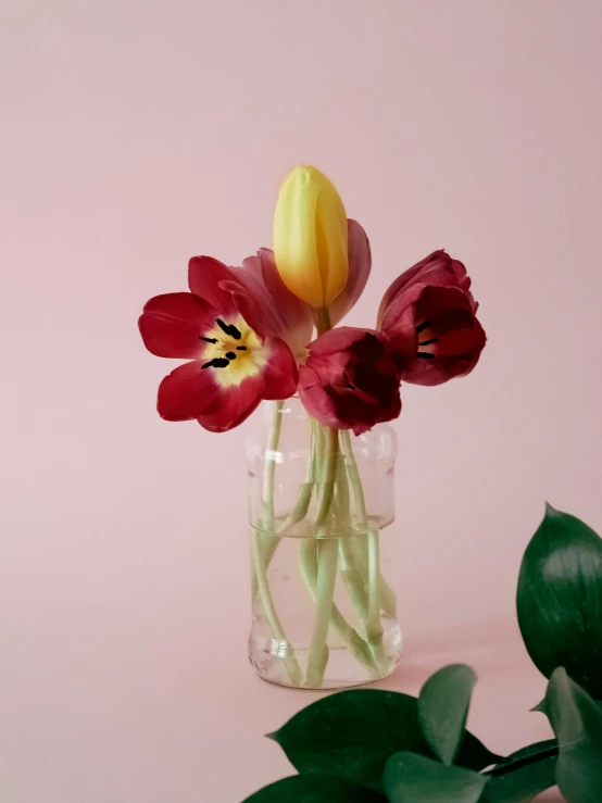 a pink and yellow flower that is in a vase