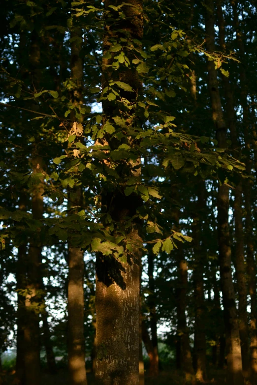 a very small tree sitting in the middle of a forest