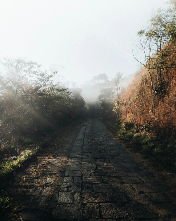 fog is seen in the air on the road