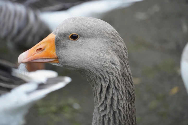 a goose standing next to some other birds