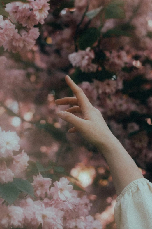 the person holds out their hand under a tree with flowers