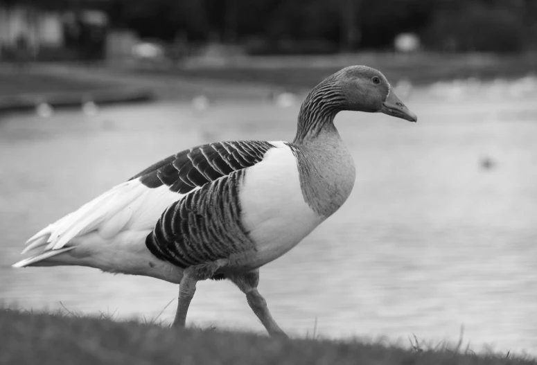 the bird is walking through grass near water