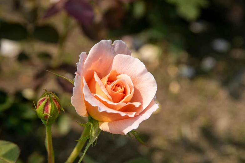 there is a single peach rose blooming out in the garden