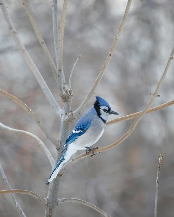 a blue jay sitting on a tree nch