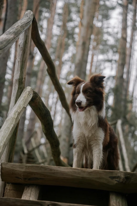 the dog stands on a wooden platform in a forest