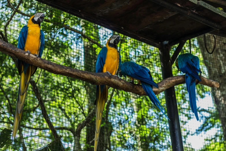 three blue and yellow birds perched on a nch