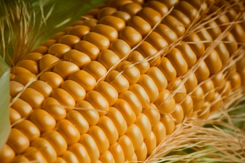 the ear of a cob of corn with green shoots