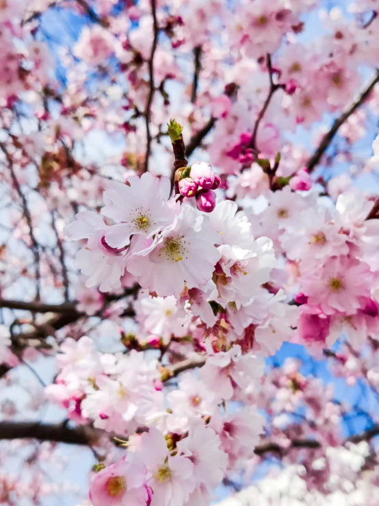 a cherry blossom tree with blue sky in the background