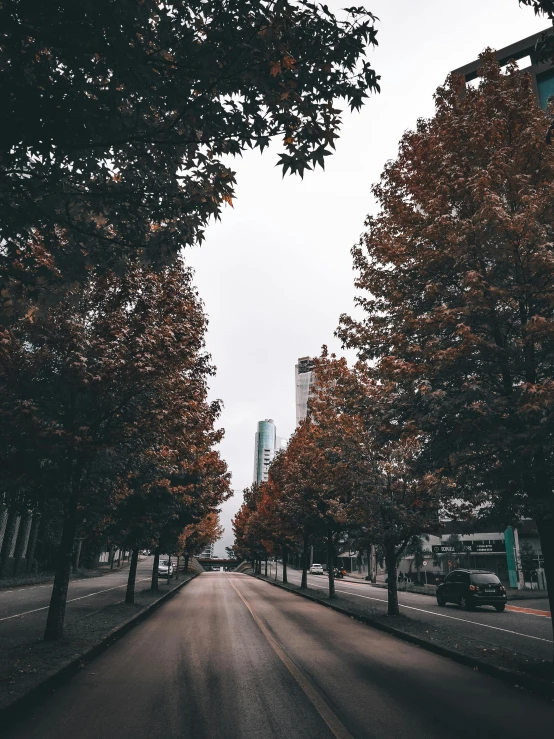 trees lining an empty street in a city