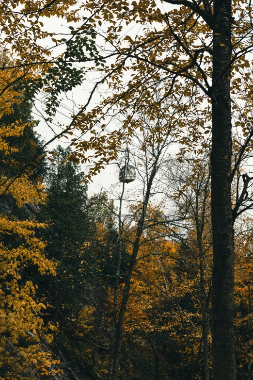 a lone horse standing in the woods in fall