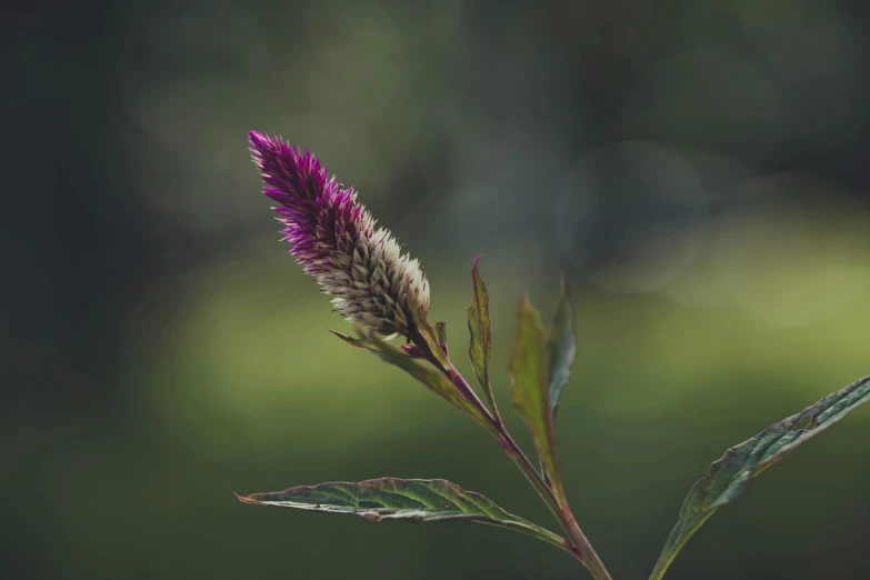 a close - up of a purple flower with green leaves