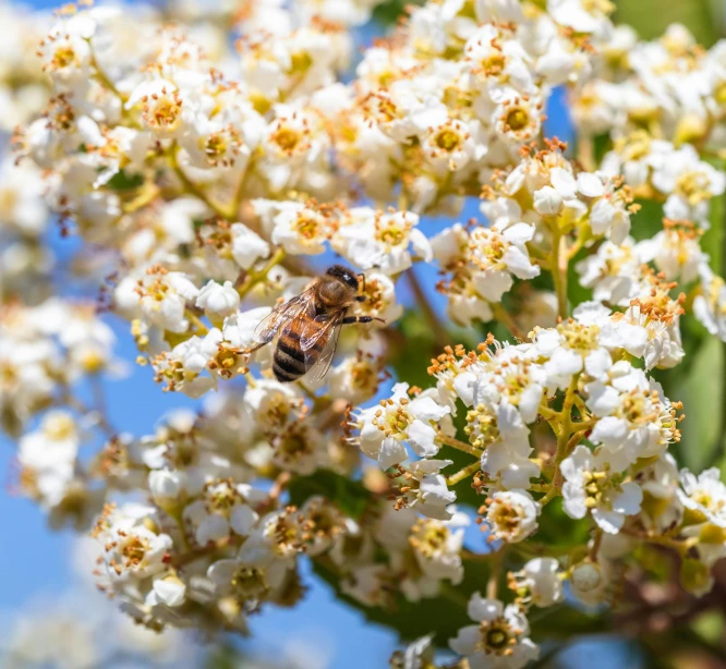 a bee that is sitting on some flowers