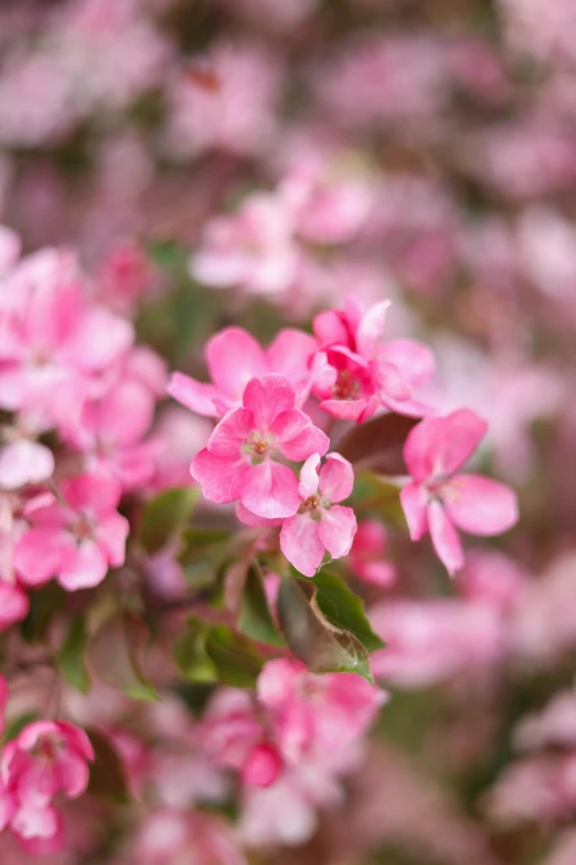 some pretty pink flowers with green leaves