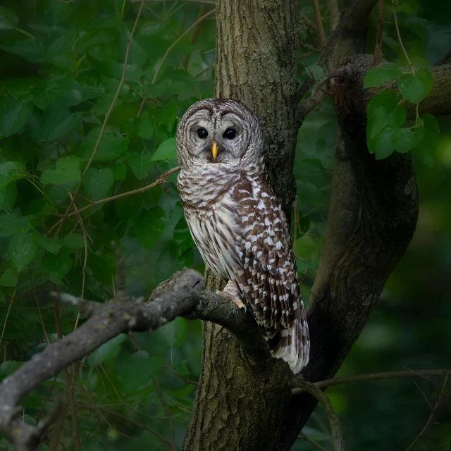 an owl sitting on a nch next to some leaves