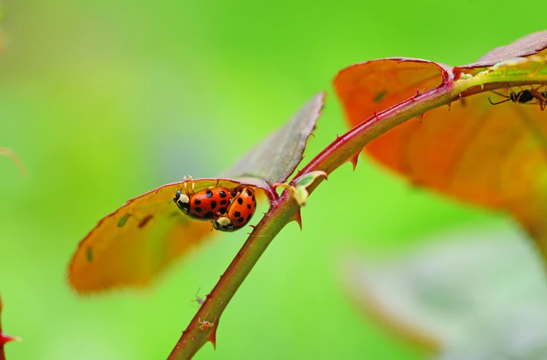 a bug on the end of a green plant