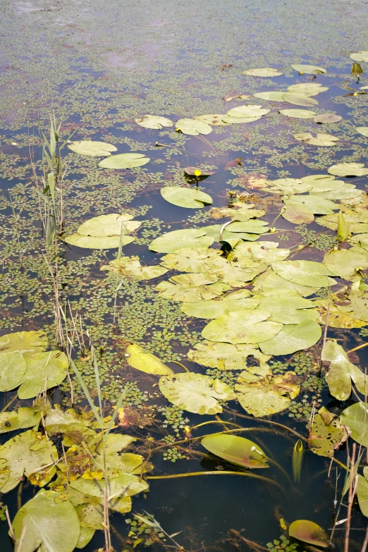 a pond filled with lots of water lilies