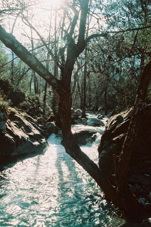 a view of a small stream running through trees