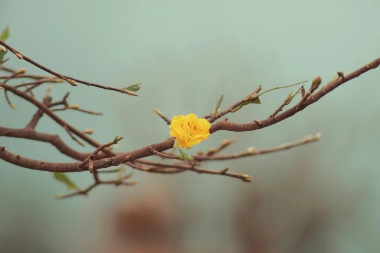 a single yellow flower on a twig in the woods