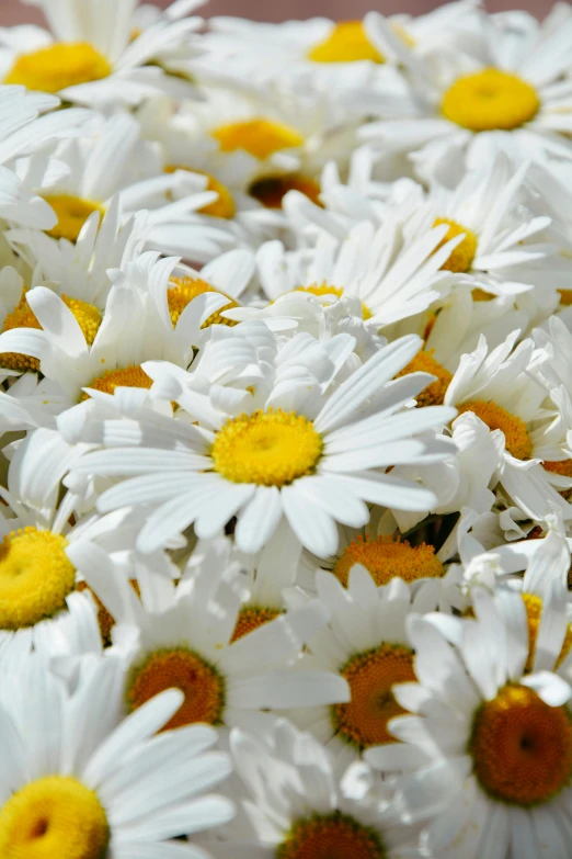 many daisies in a bucket with yellow centers
