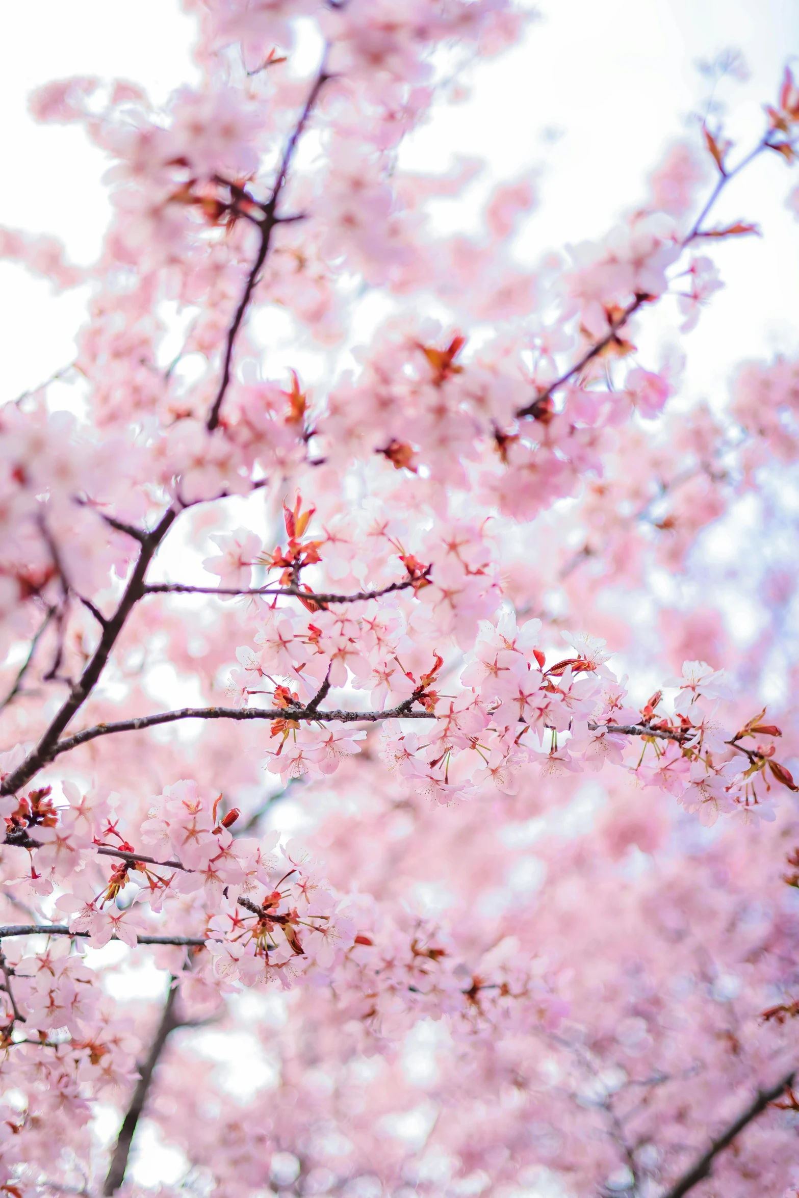 a tree full of pink flowers and nches