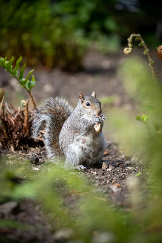 a small gray squirrel eating food in the bushes