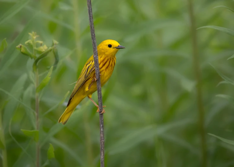 a small yellow bird perched on top of a nch