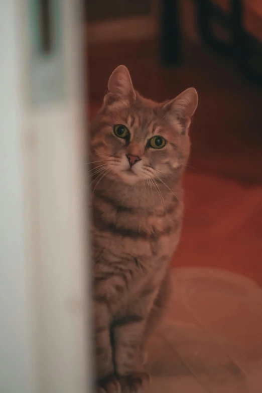 a cat looking into the camera with wide eyes