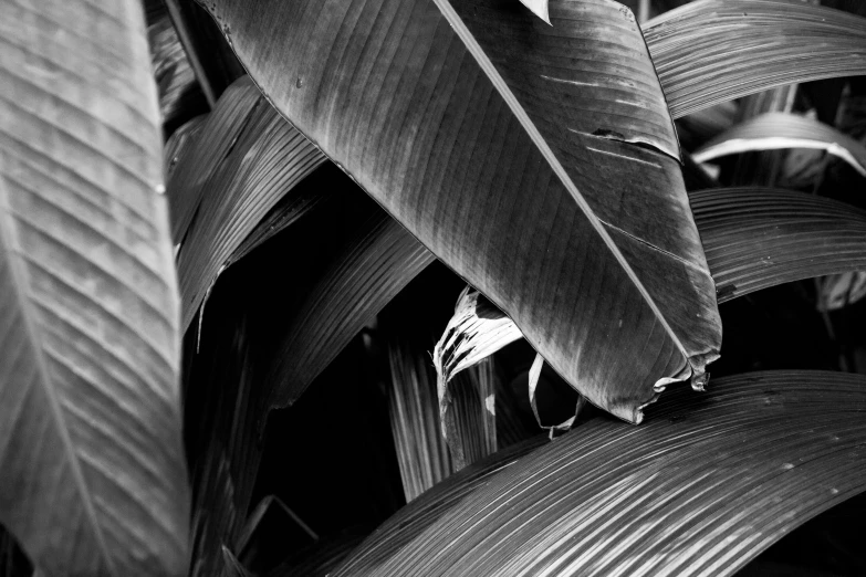 a plant that has some very big leaves