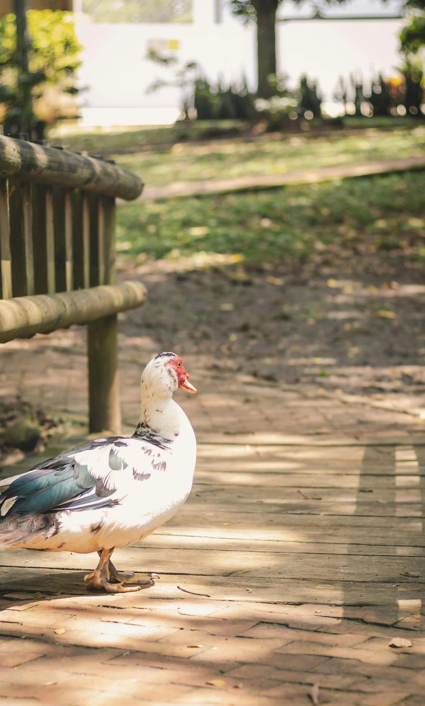 a duck walking on a wooden bridge near a bench