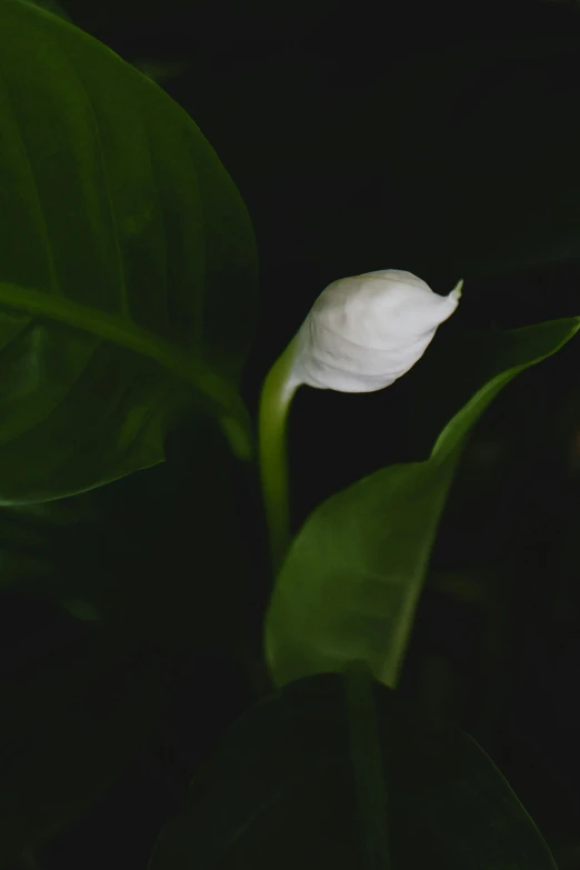 an open white flower is sitting on a plant