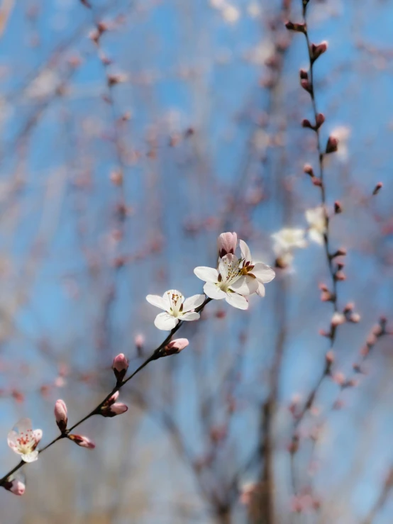 small flowers on the side of a bare tree