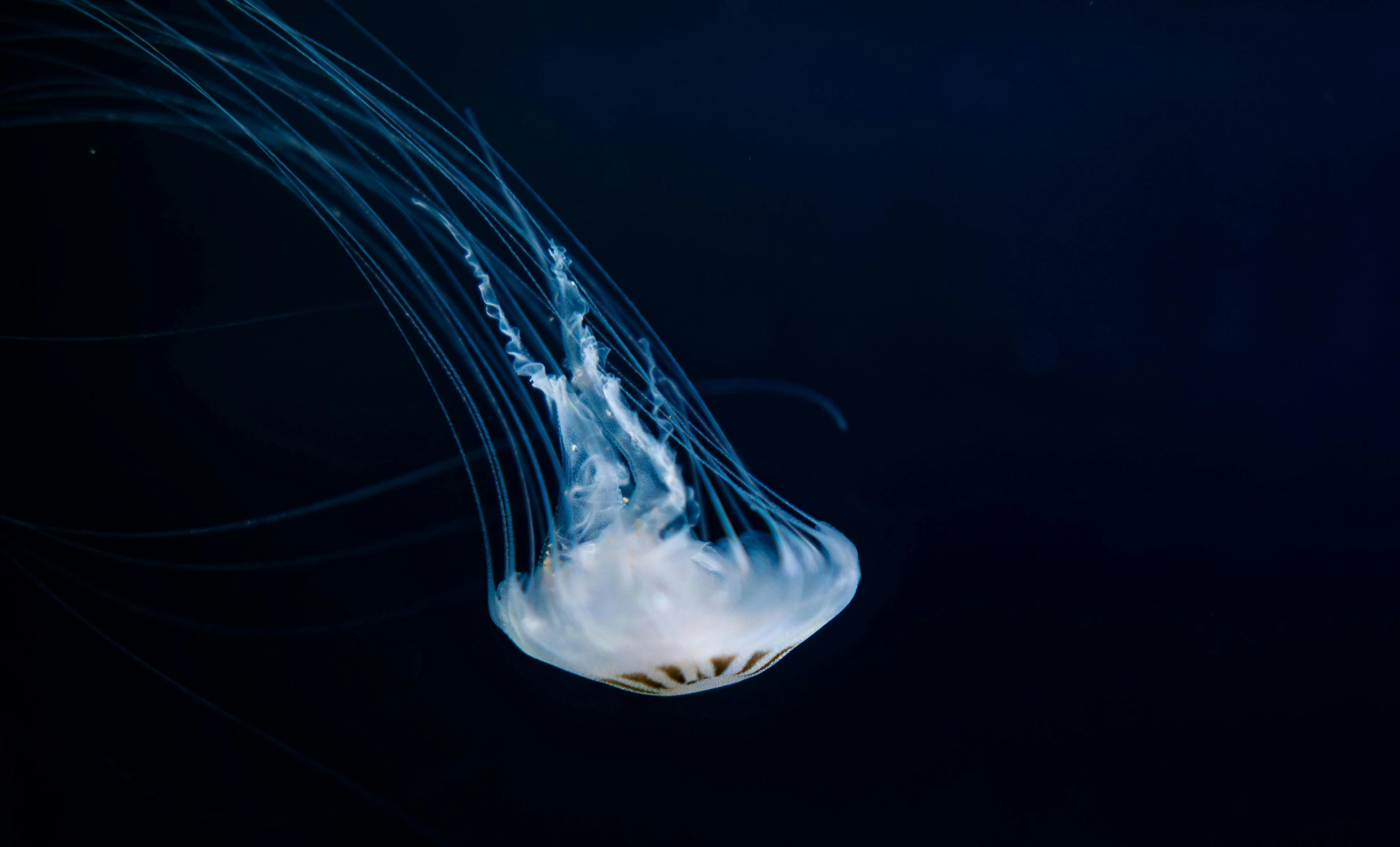 the head and tail of an animal in water