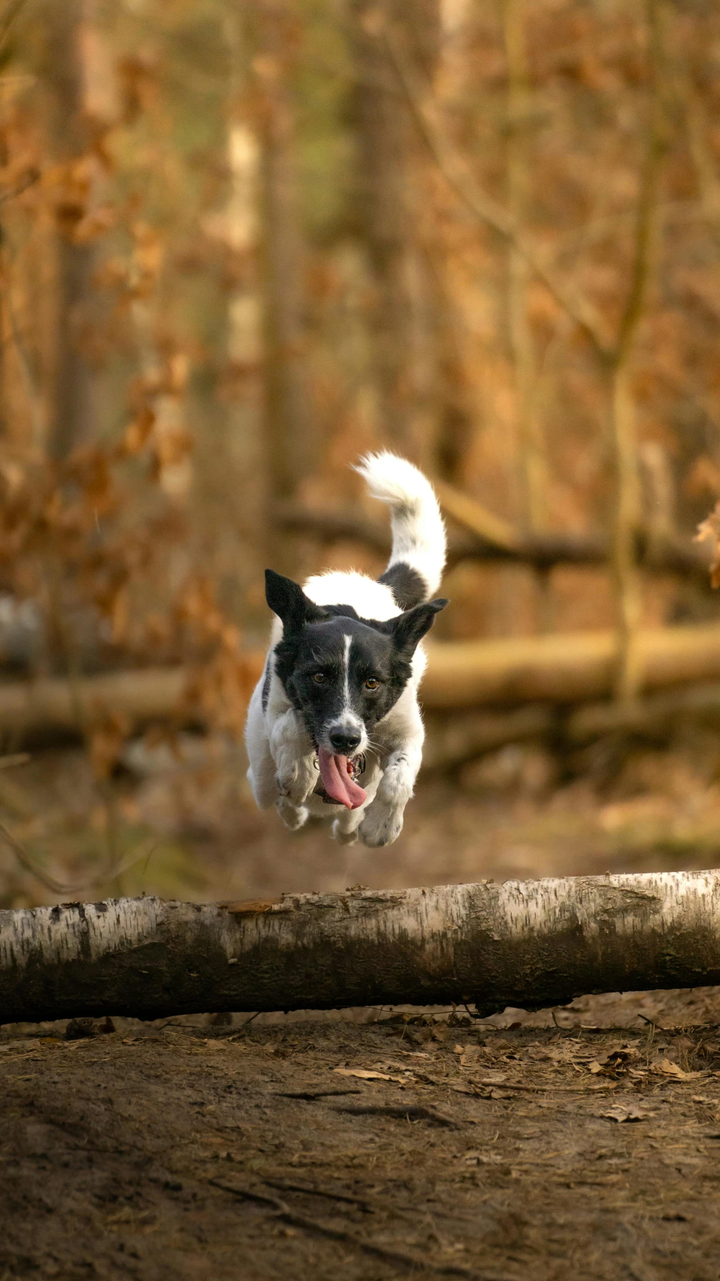 a white and black dog jumps over a log in the woods