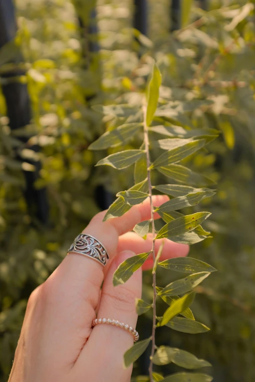 a hand that is holding leaves with green leaves on it