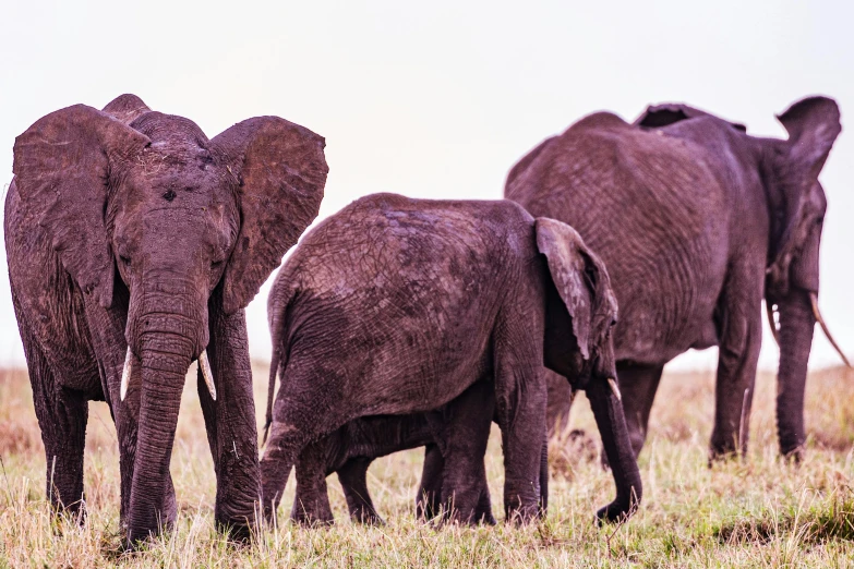 a herd of elephants walk in an open field