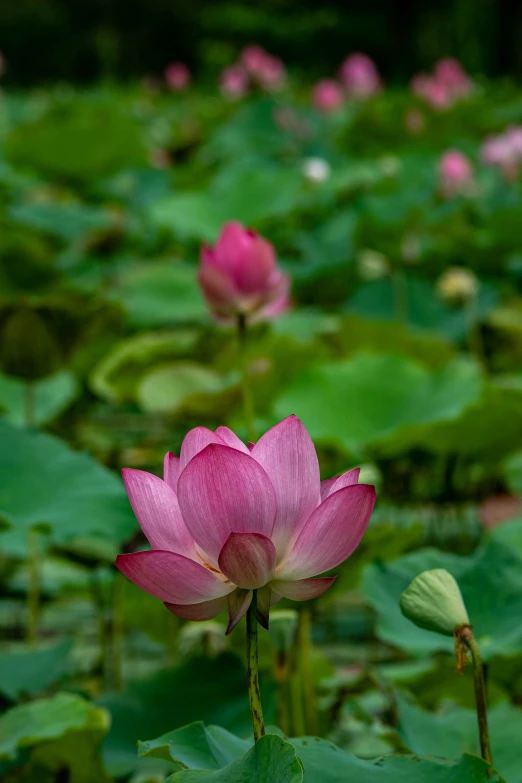 large pink lotus in a grassy field surrounded by green plants