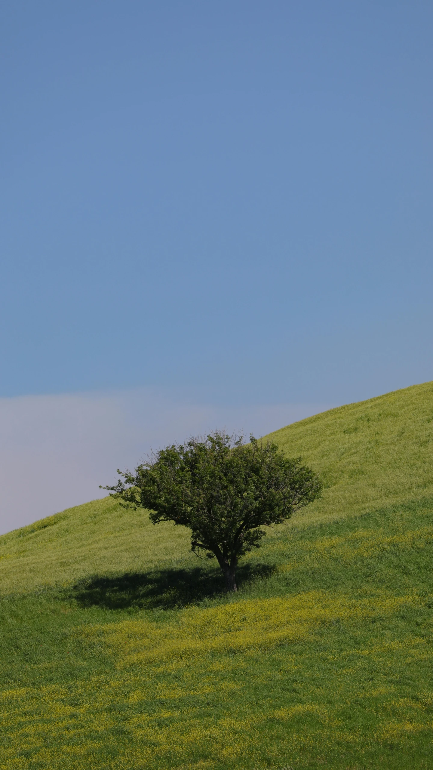 the lone tree is sitting on the hill